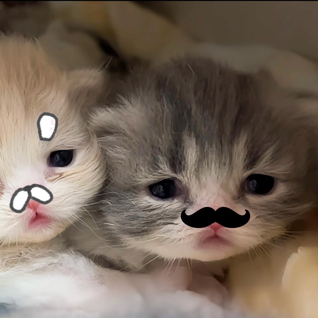 小小叶