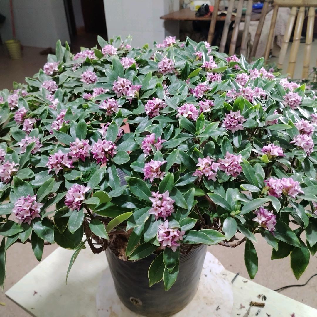 萌萌绿植花卉