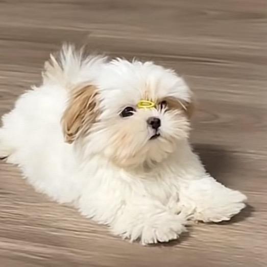 学姐的小迷妹崔崔