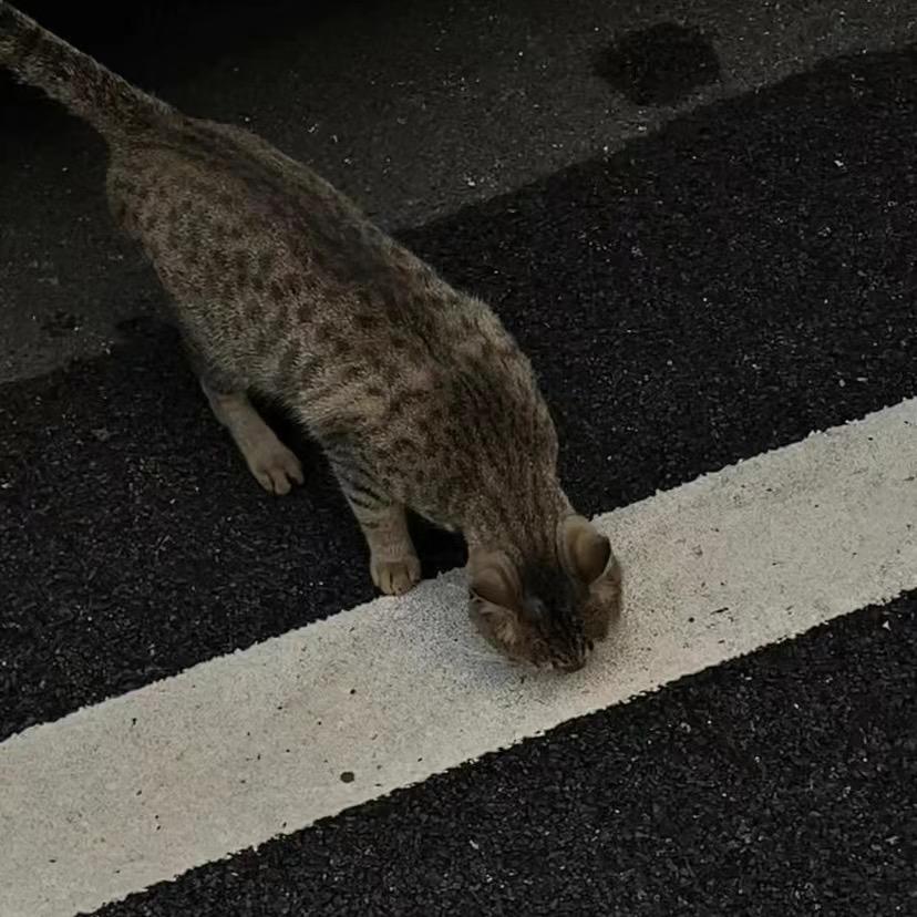 缓落糕