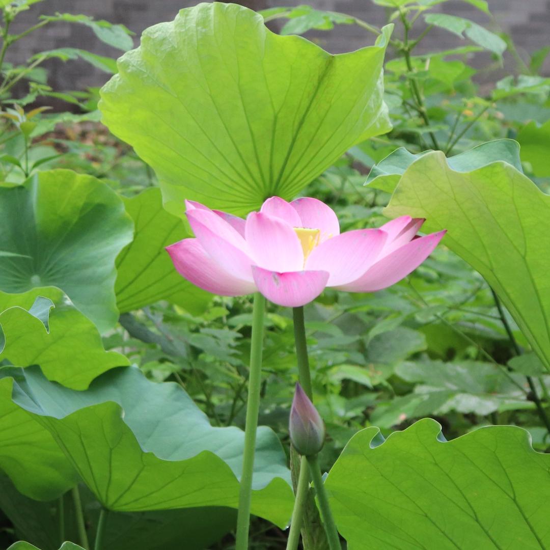 王老帅