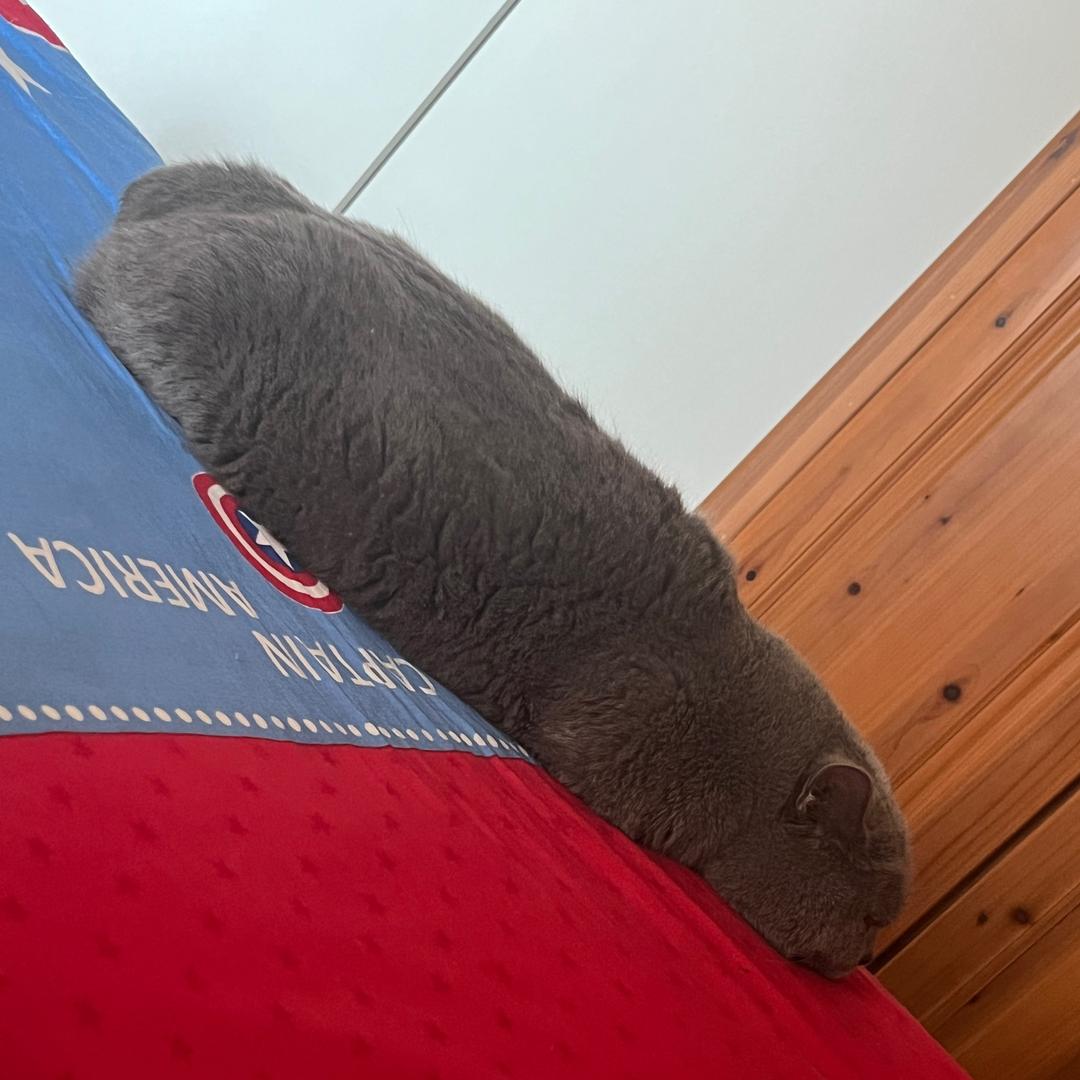 cat