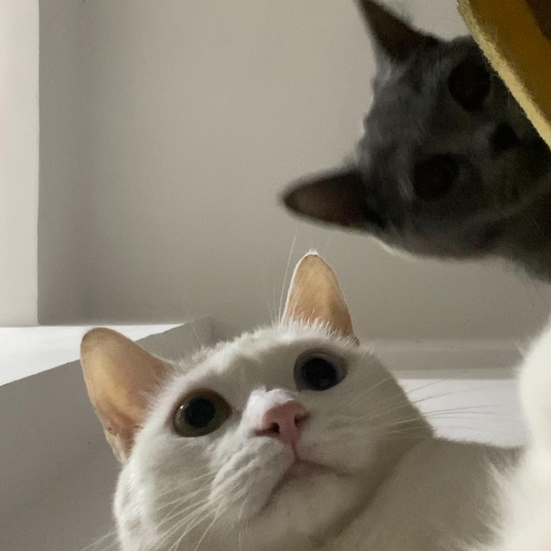 🐾_大胖