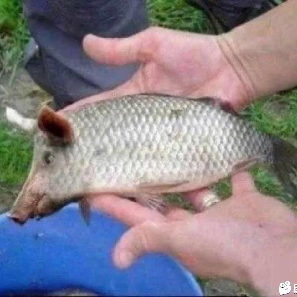 钓鱼的炒粉佬