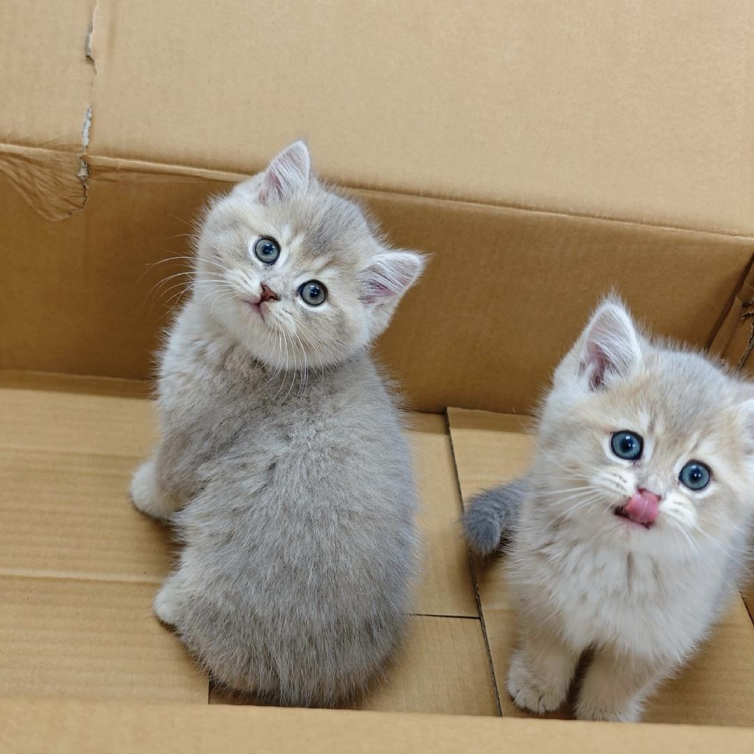 猫总的日常