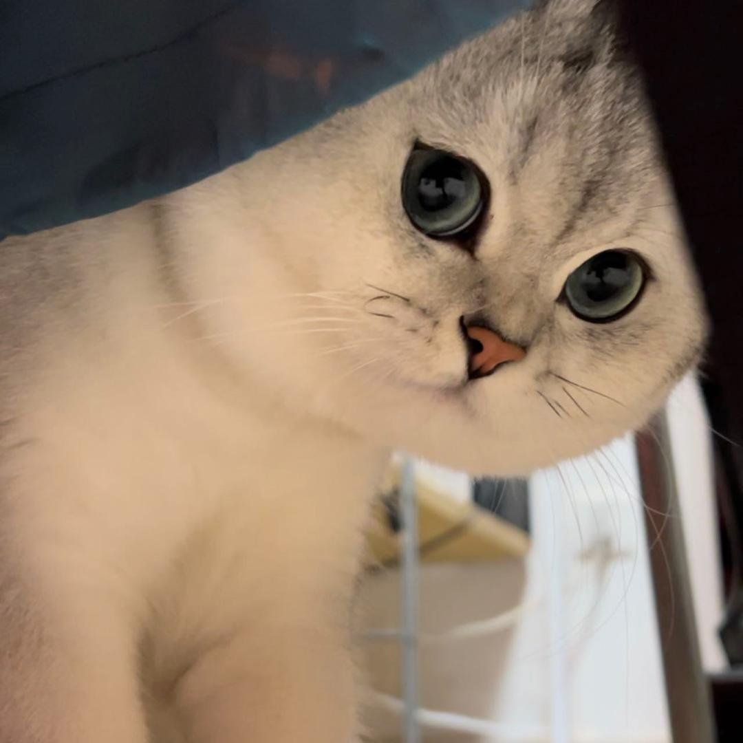 Chris蛋蛋
