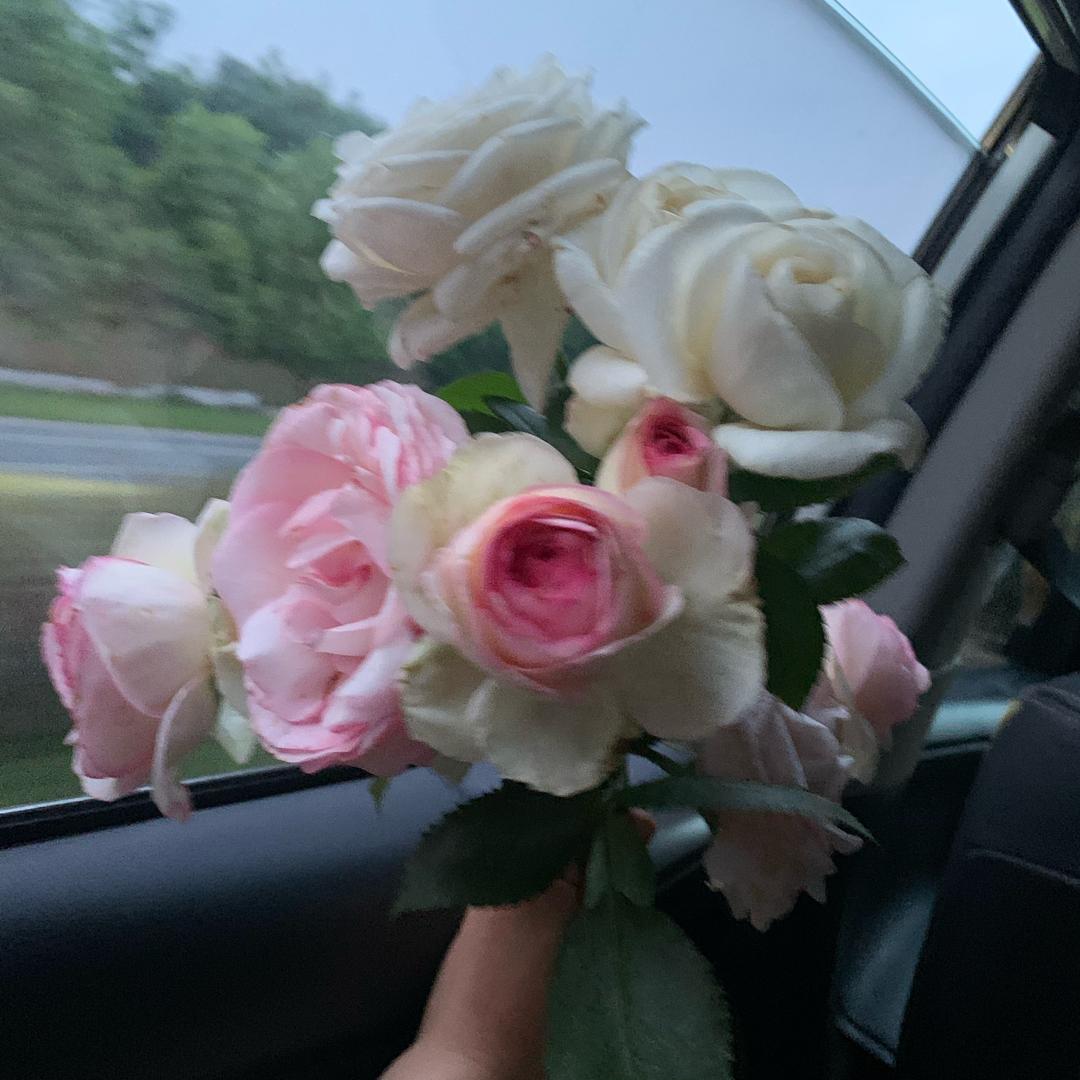 悦悦的花花🌼