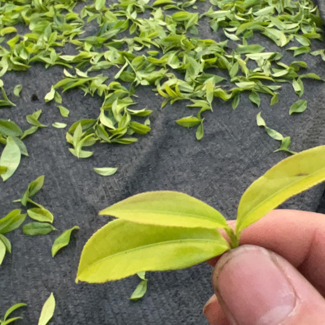 茶乡小镇