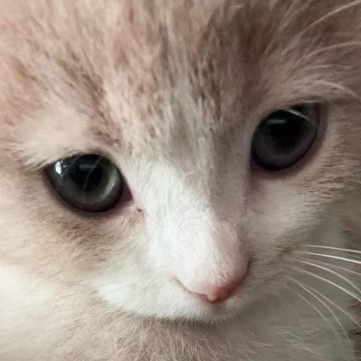 滚滚圆滚滚丶(˶‾᷄⁻̫‾᷅˵)