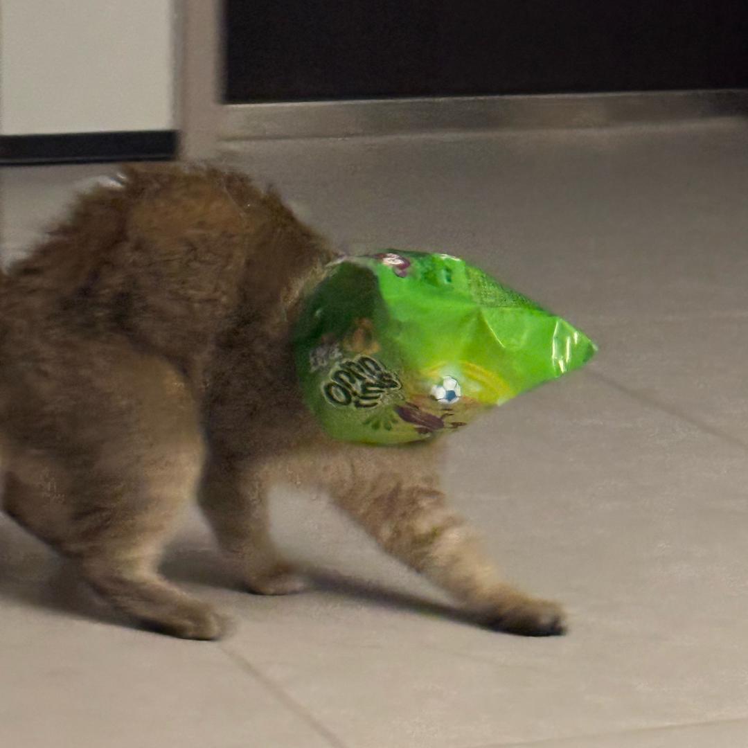 酒金