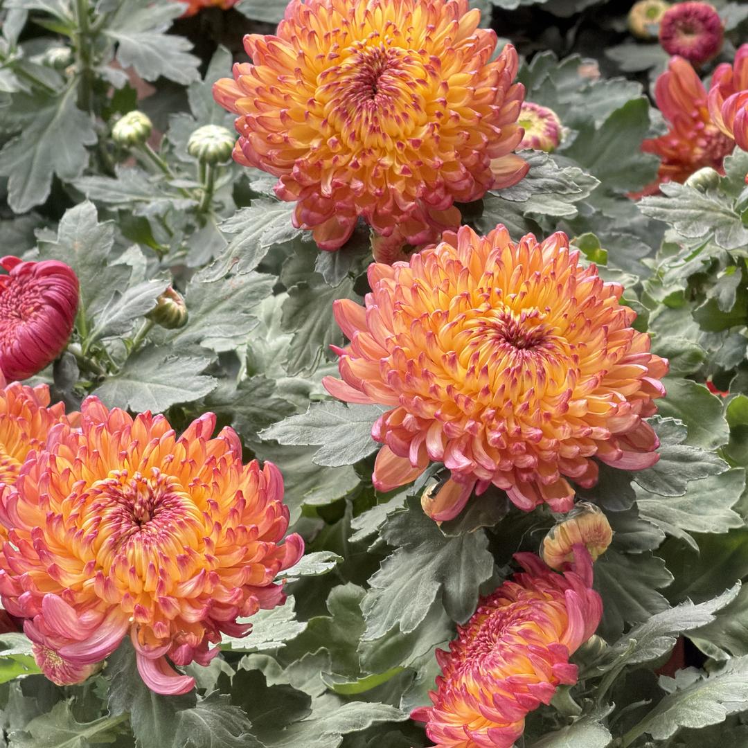 欣鑫花卉苗木优品小铺