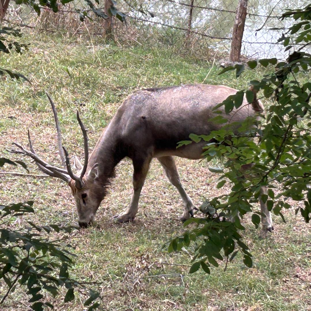 不会飞的雪候鸟
