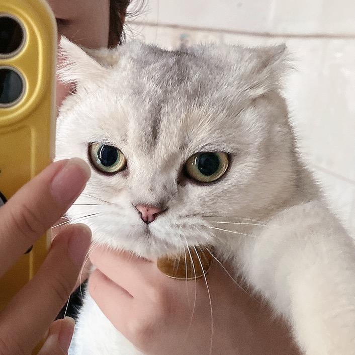 喵.
