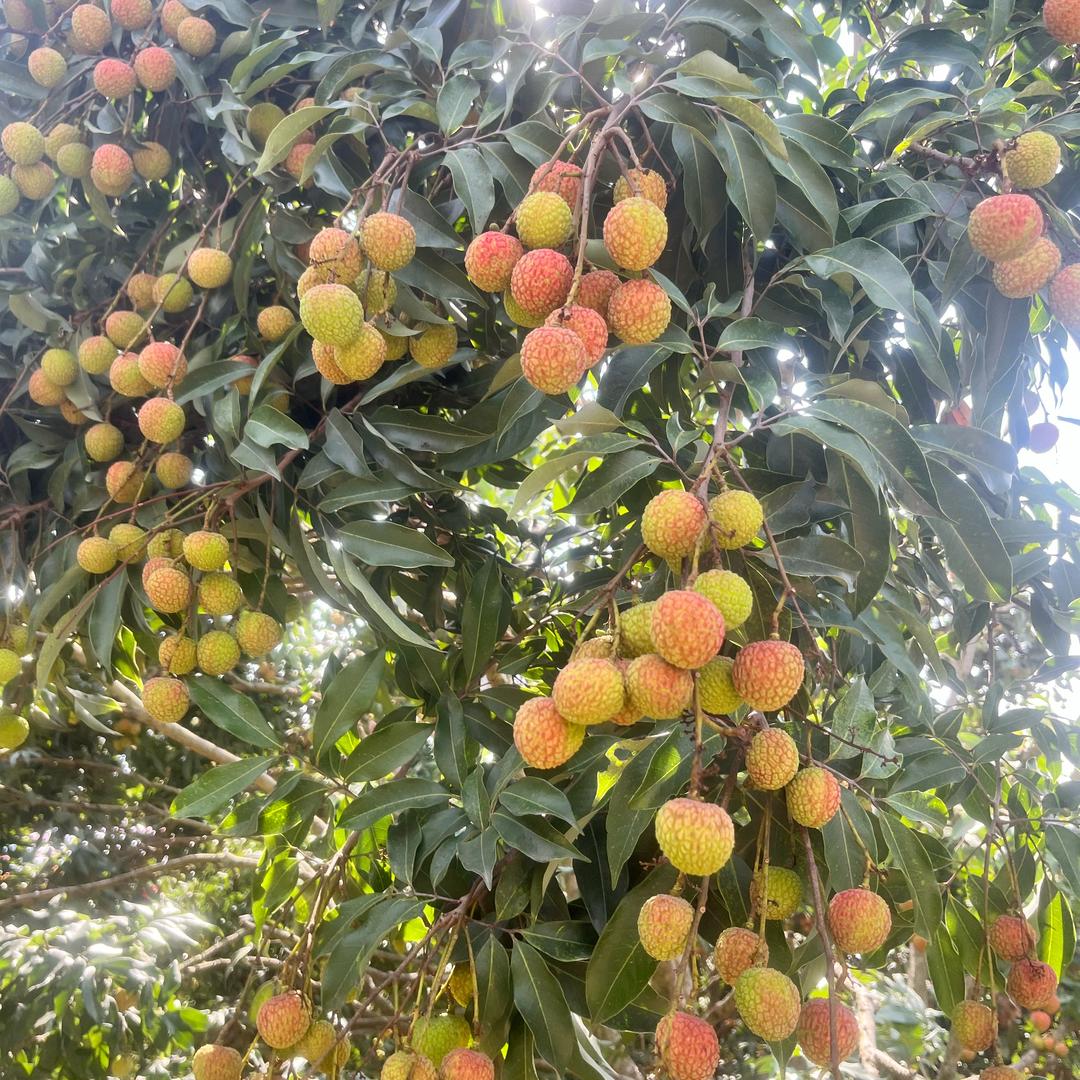 恭喜🎉发财💰