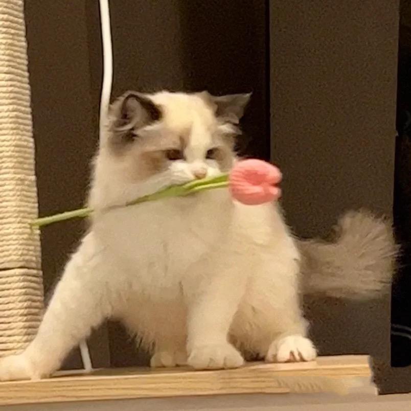 小猫日记