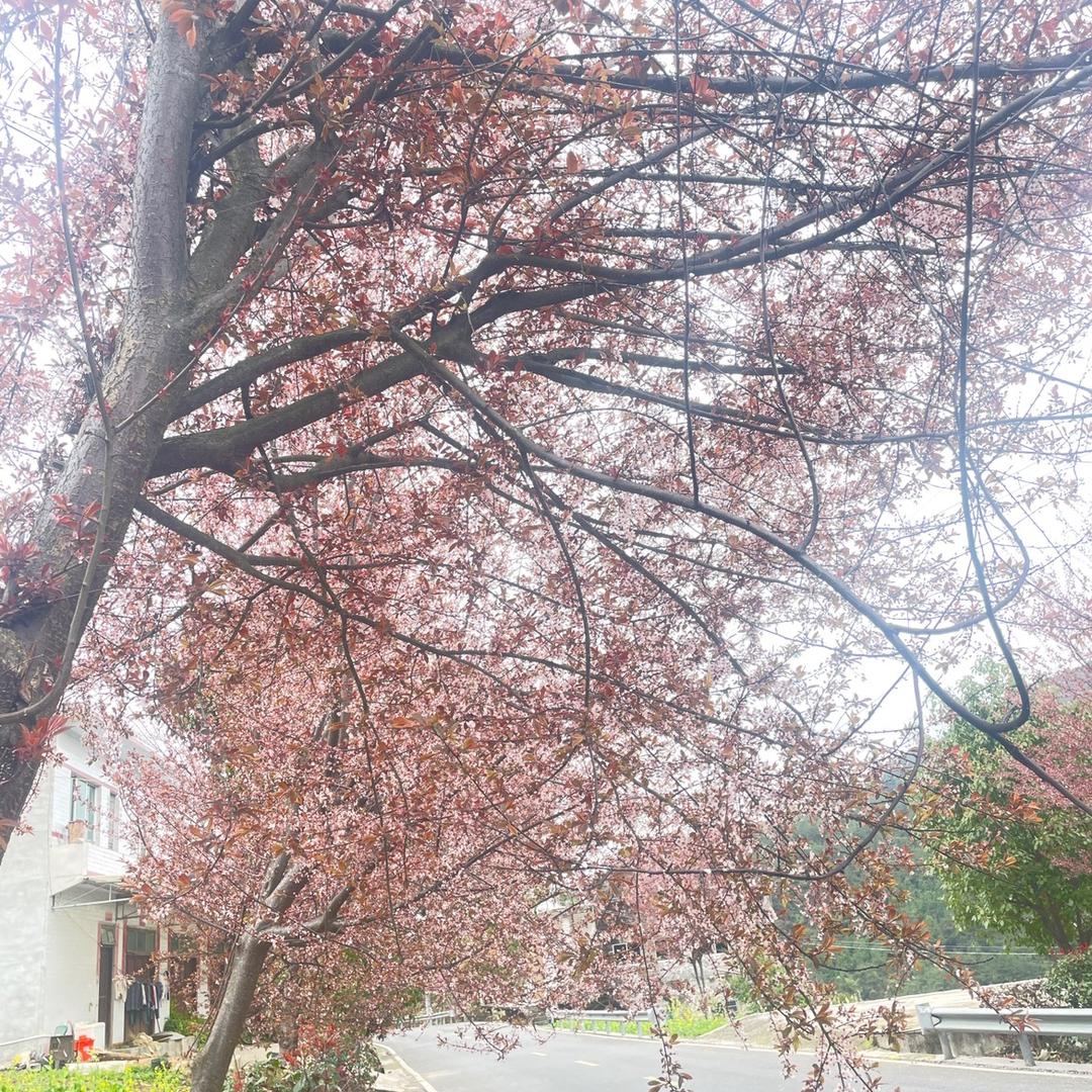 金国权豆芽批发