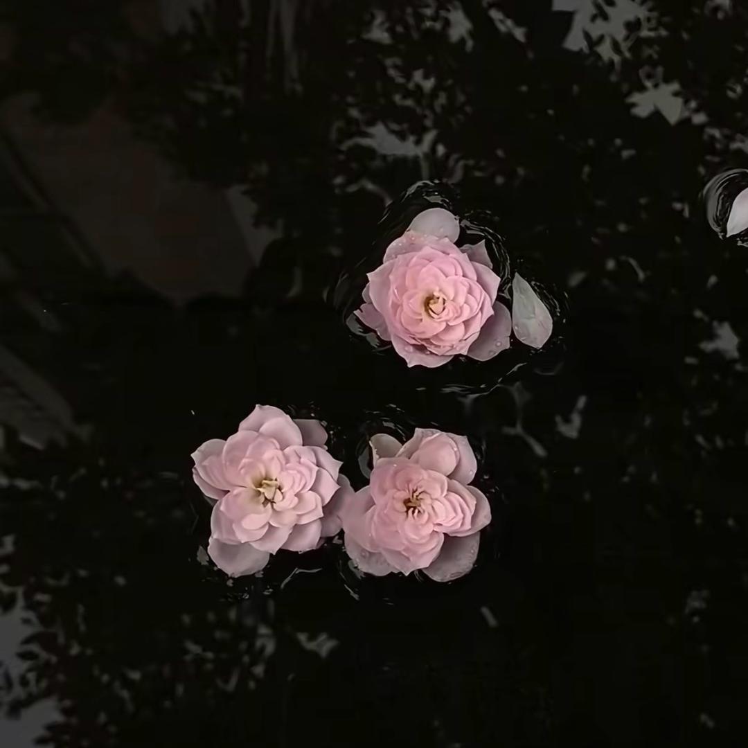 丫丫♥️