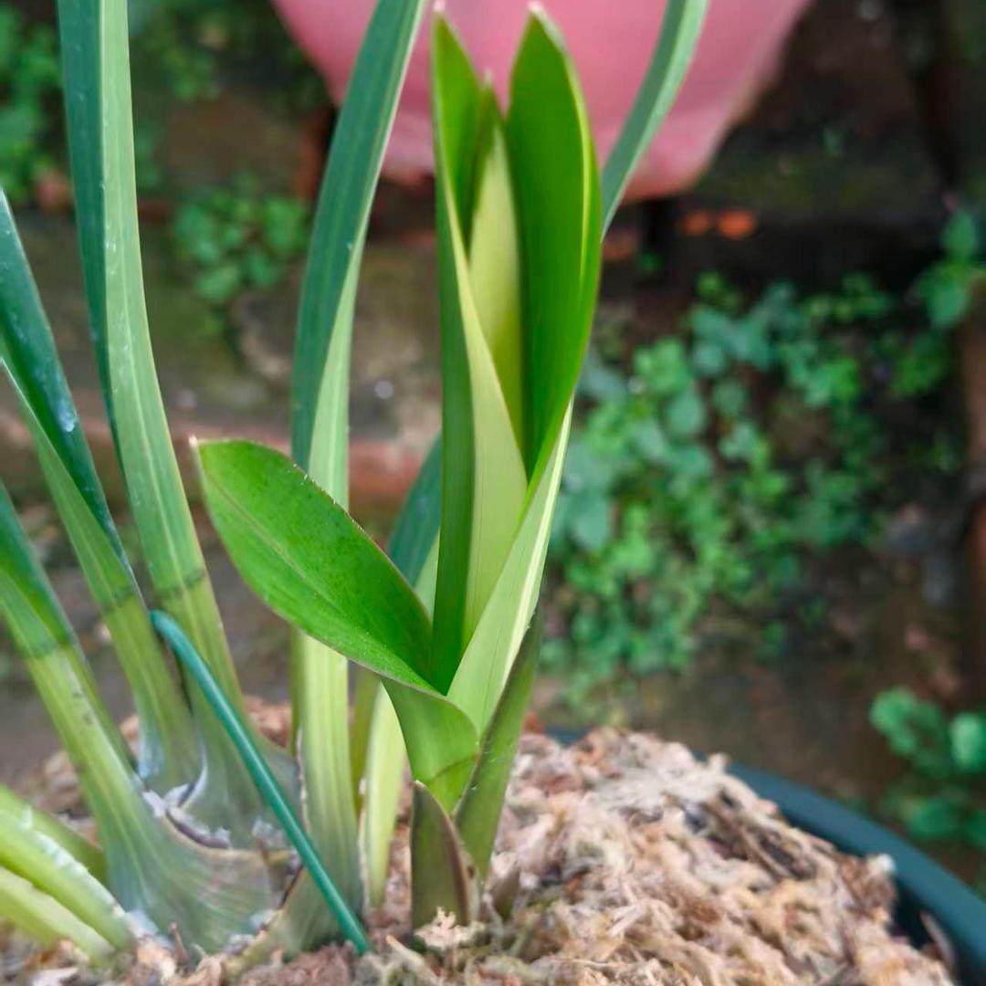 常兴兰苑🎶精品虎头兰