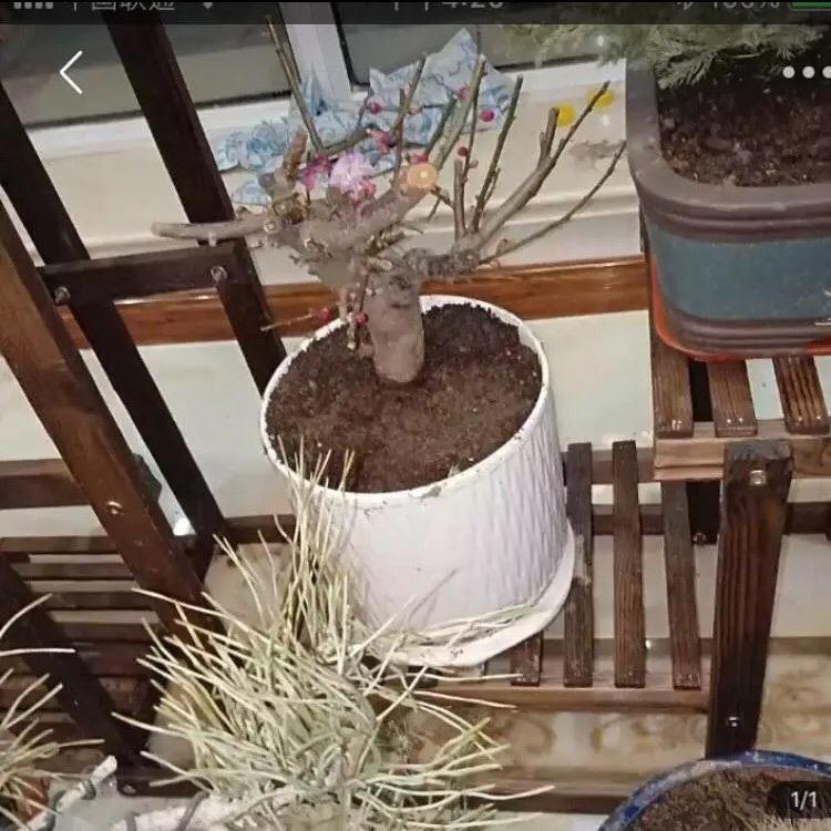 月善（陌抖村、村民）