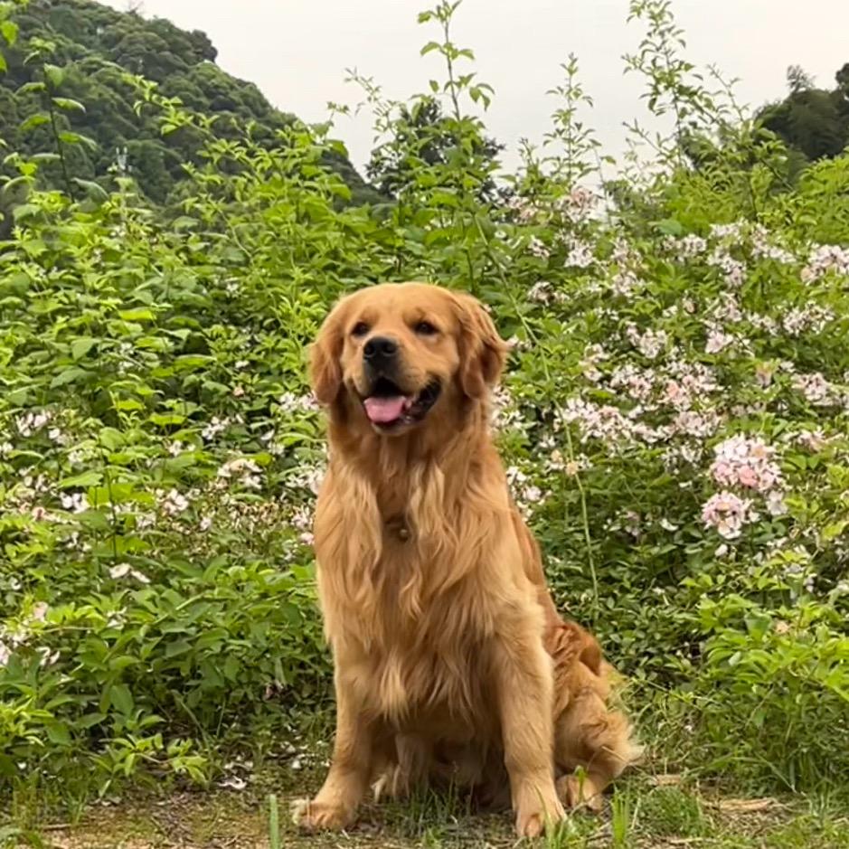 萧皮儿