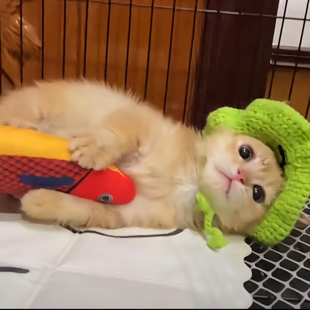 阿炜与王金豆🐱