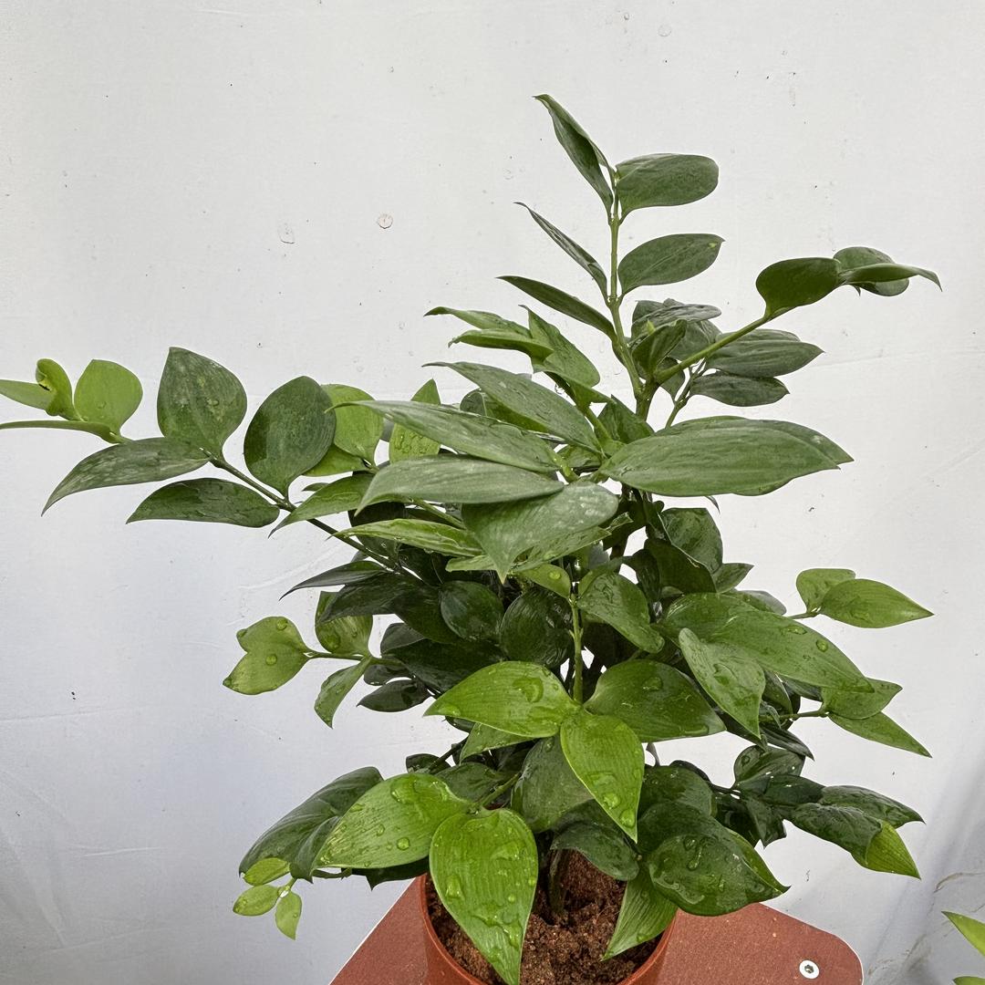悦影花卉坊