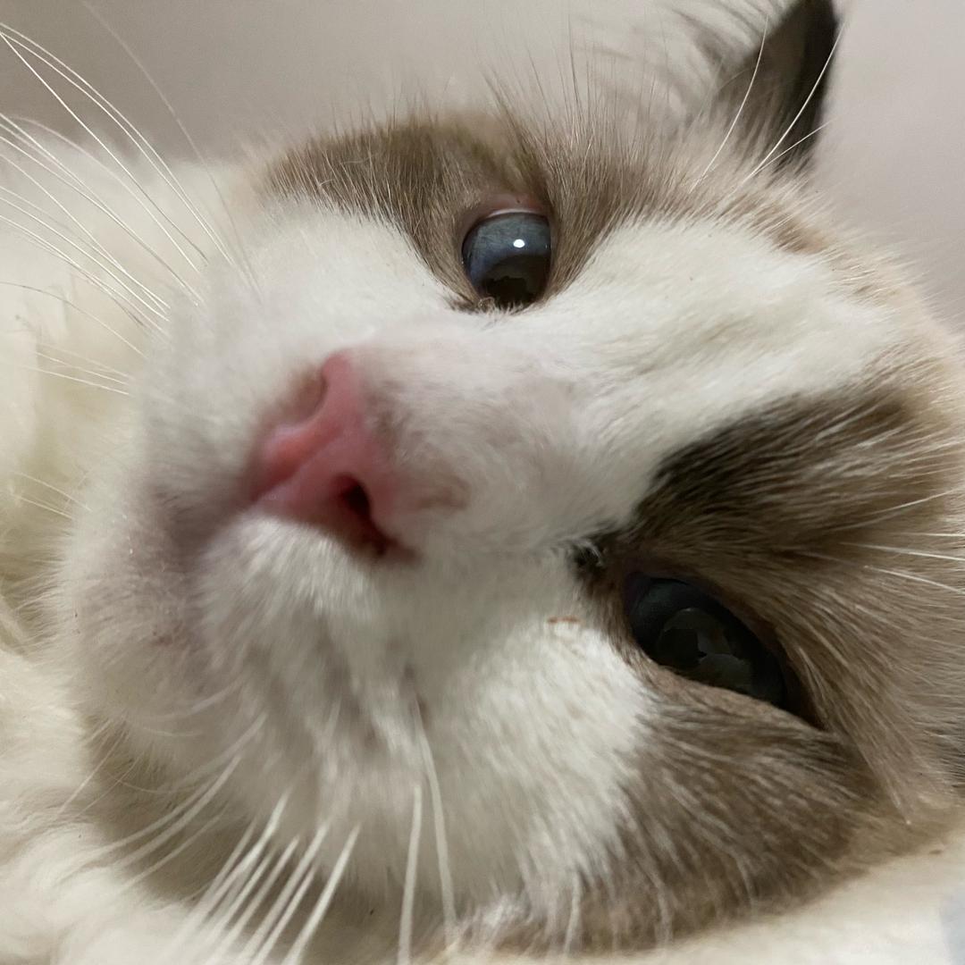 花茶奶🐱