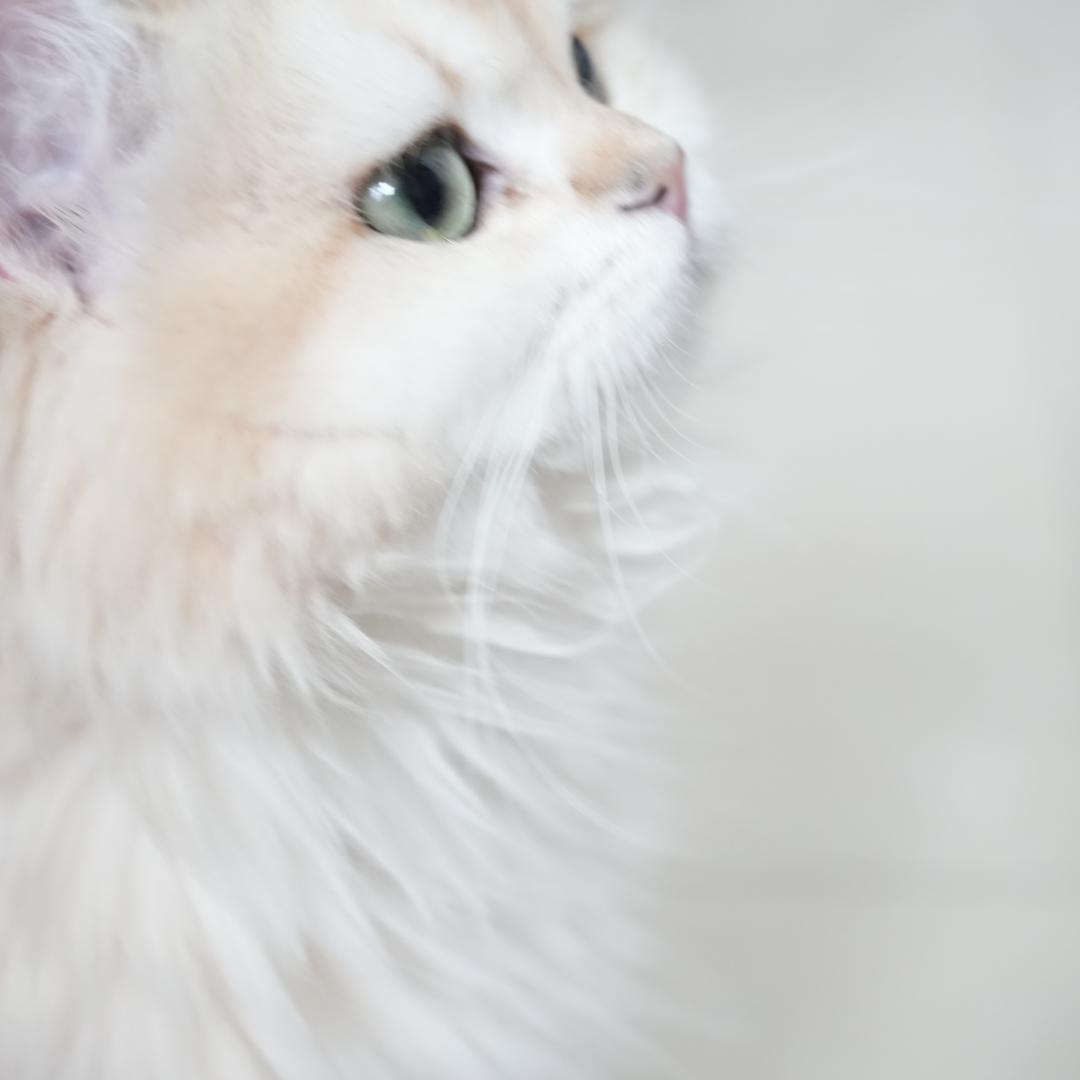 xxo