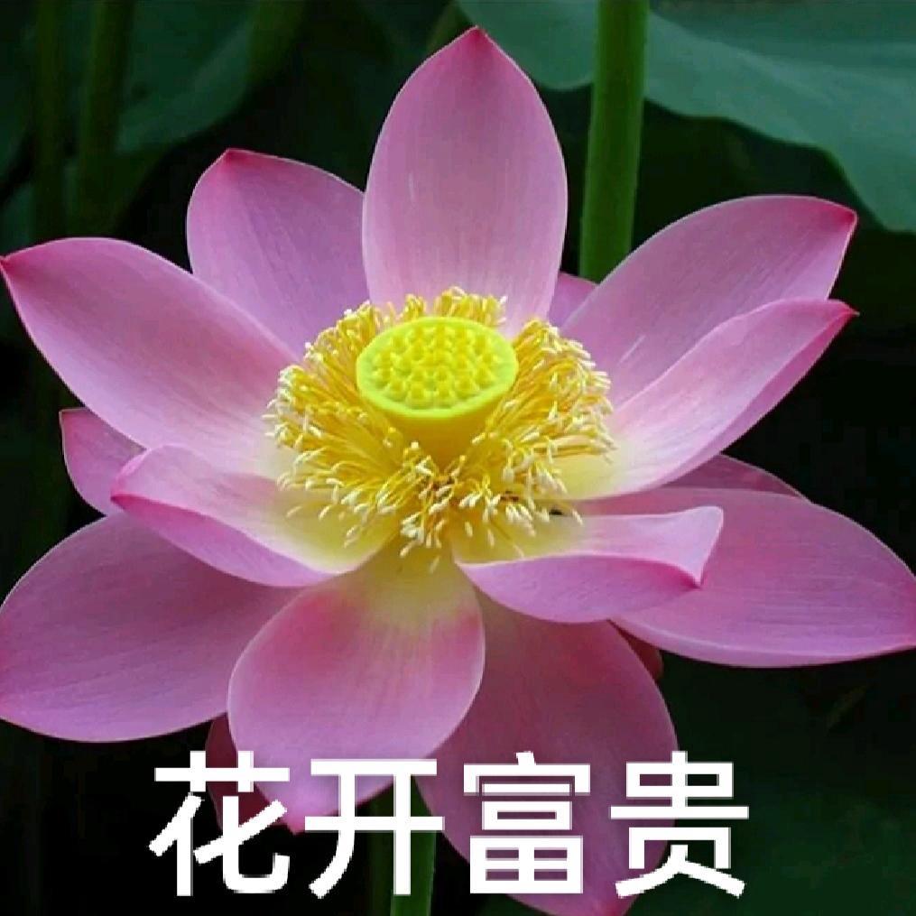 岁月静好·