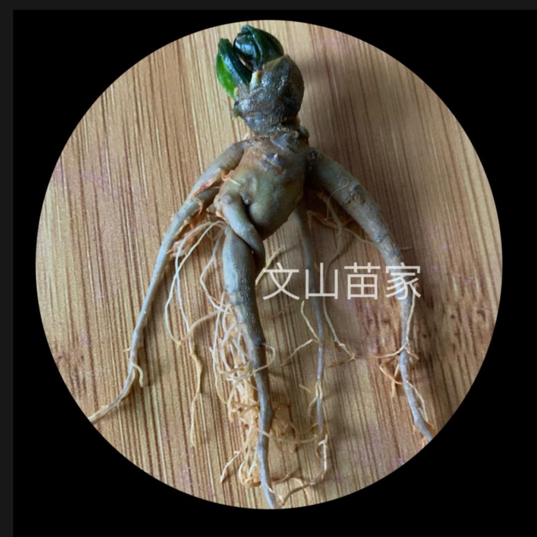 文山苗家滋补珍选（葆禄）