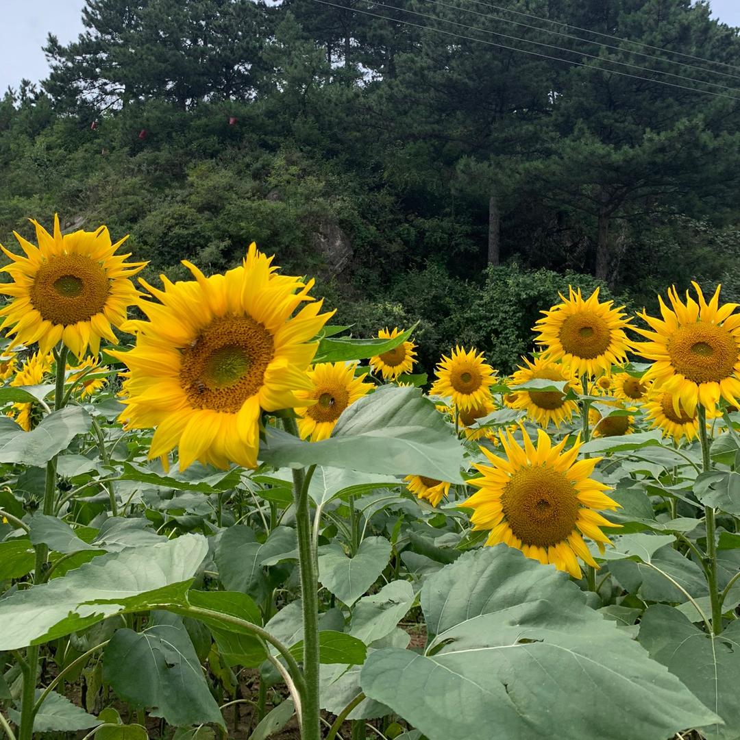 宏伟🌻