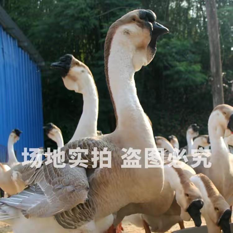 鸿耀狮头鹅