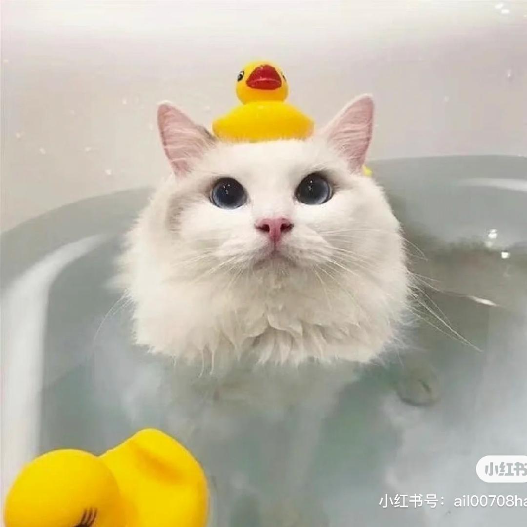 七儿优选