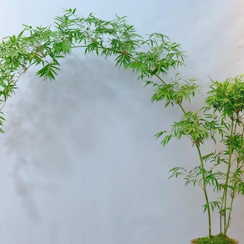 竹间花语