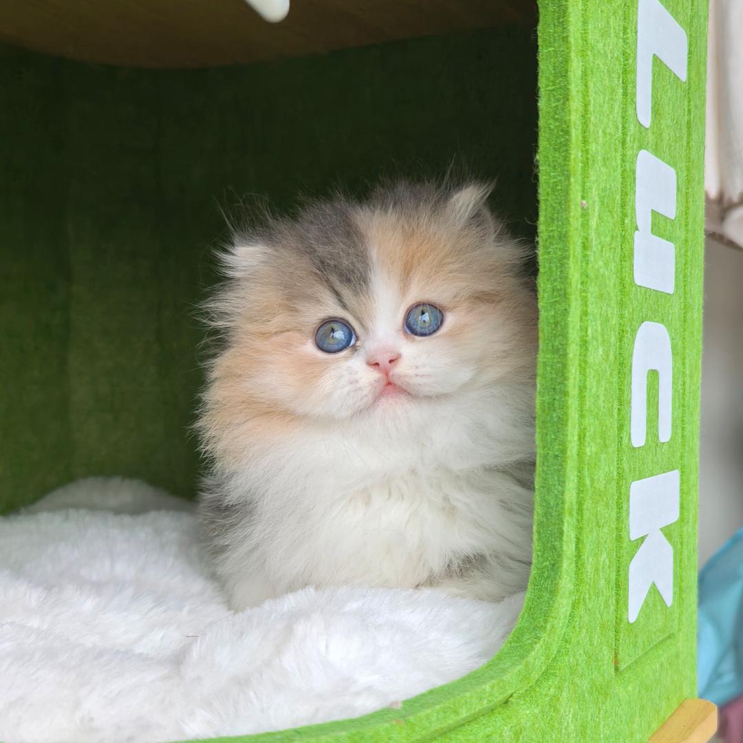 养猫的小谭同学