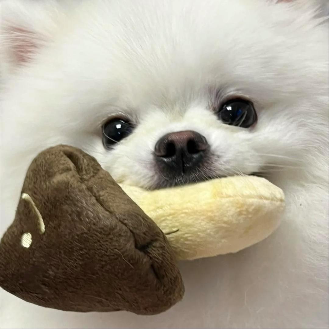 香菇