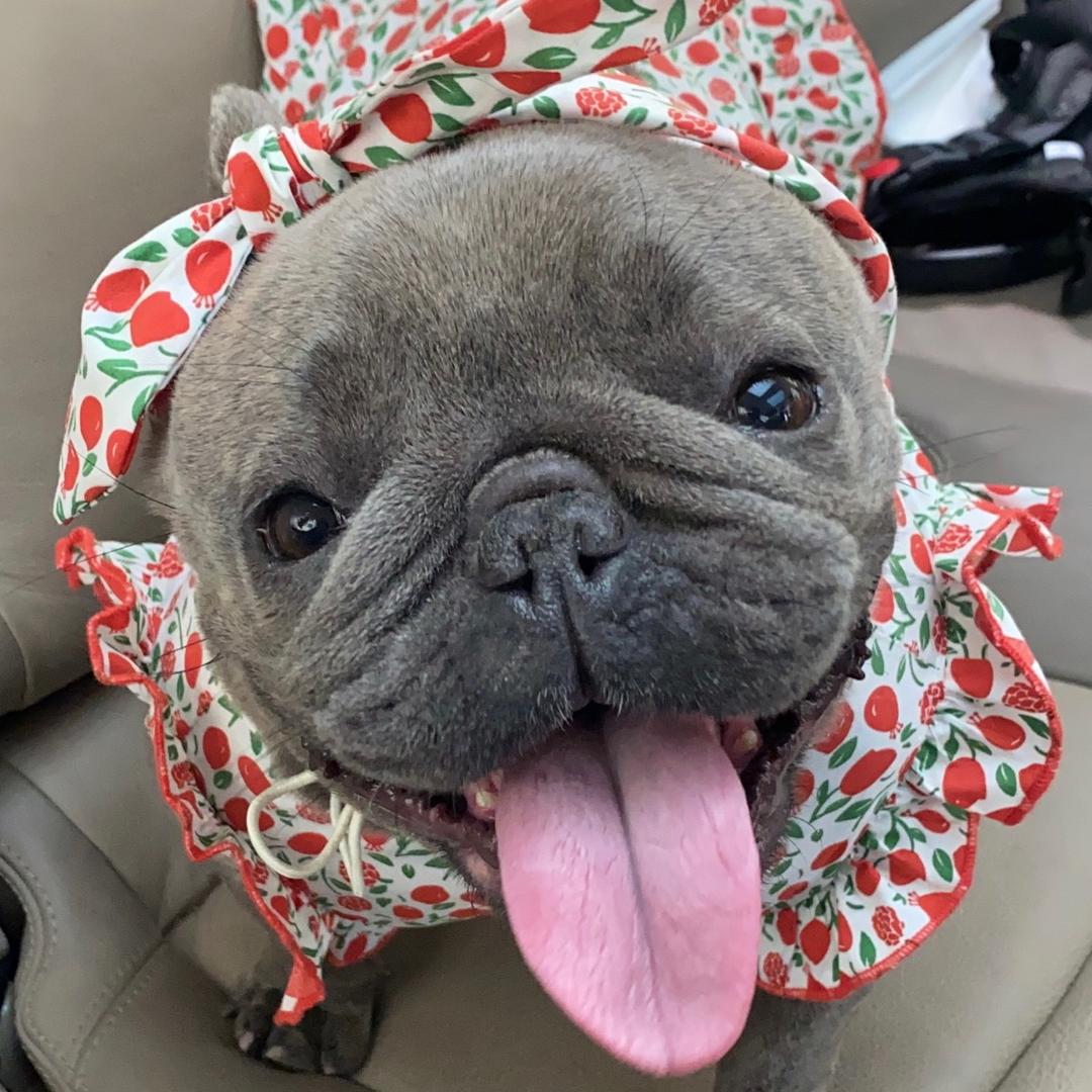 泰珠是只小法斗