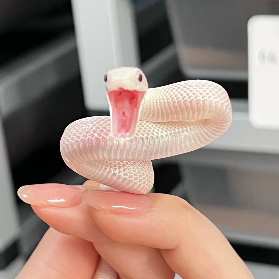 兔子绝不向邪恶势力投降