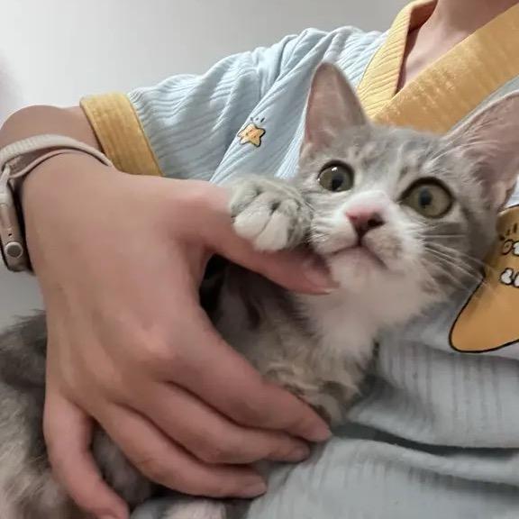 我是可爱小汤圆🐱