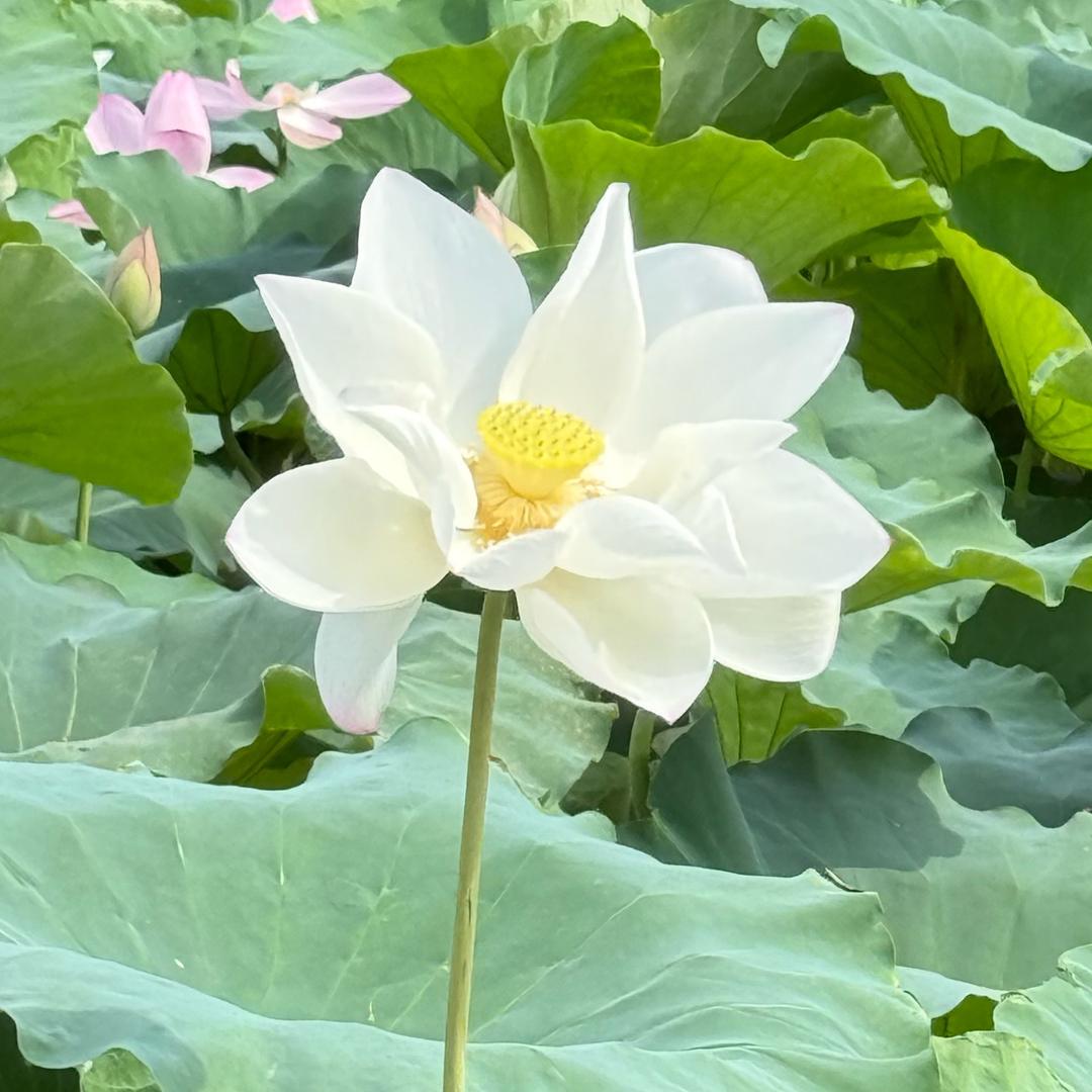 阳江市阳东区口洋莲藕专业合作社