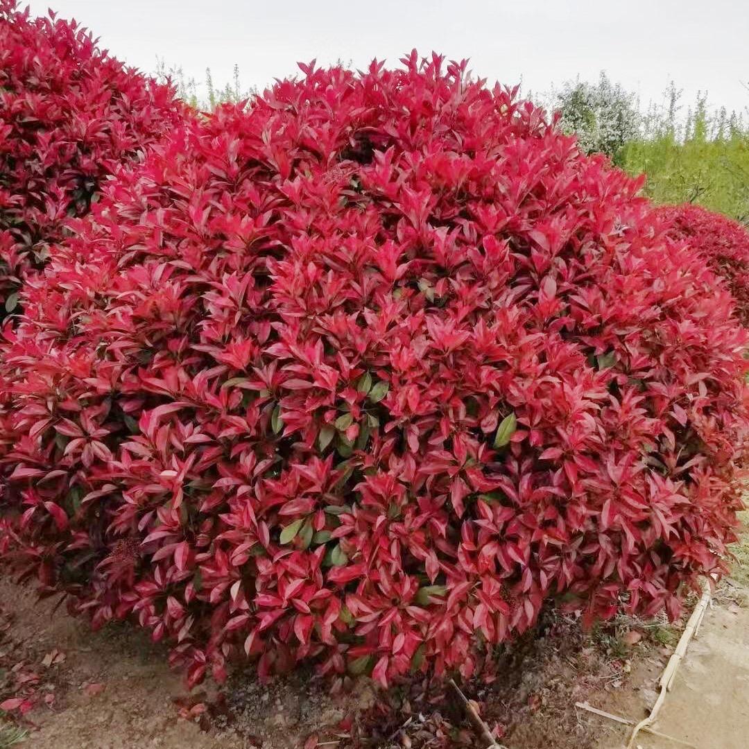 五莲县彩霞粮食种植家庭农场