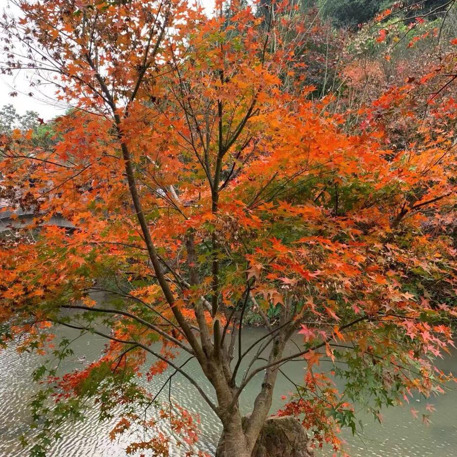 枫叶🍁