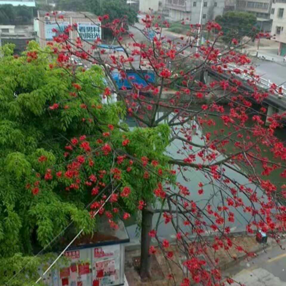 黑粉