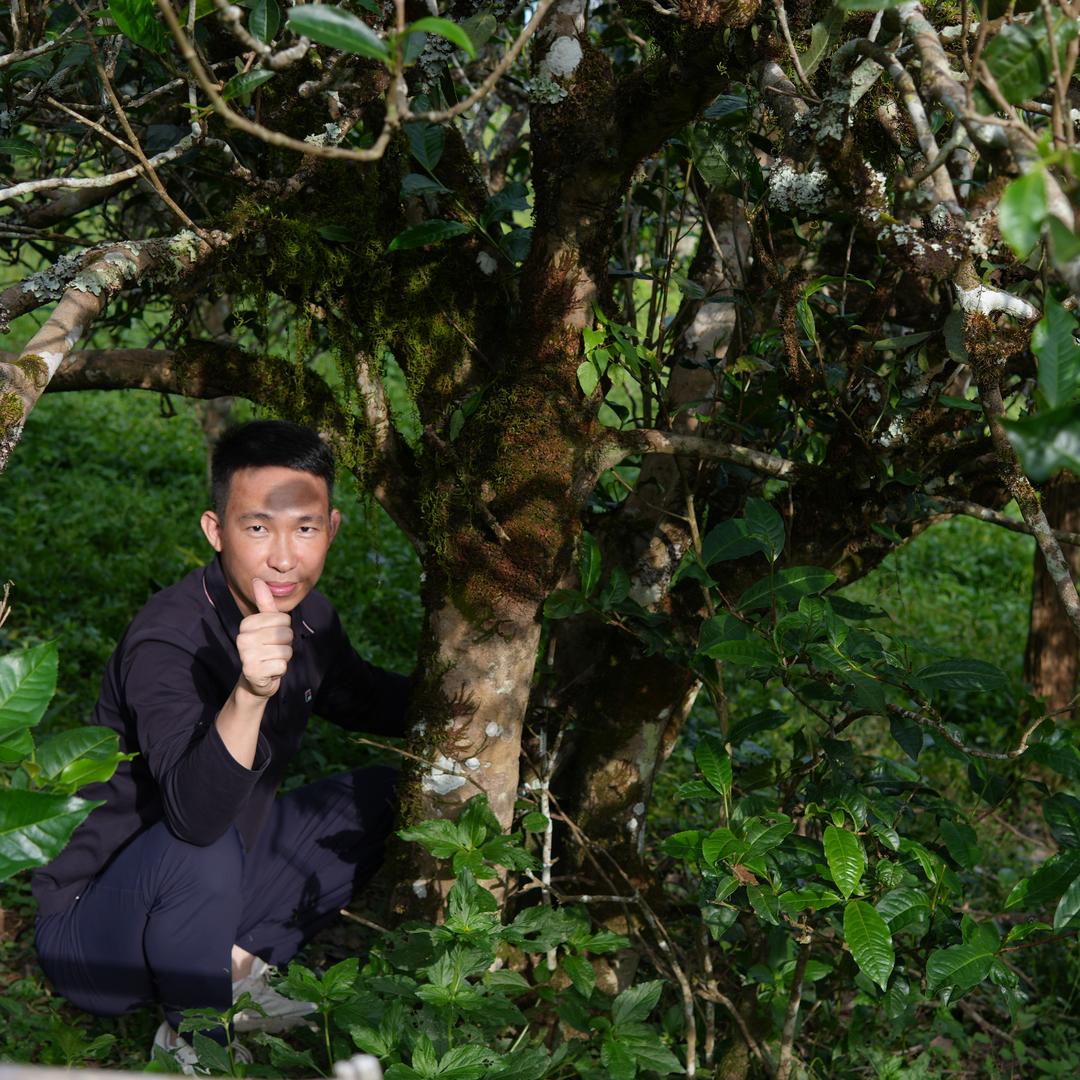 西双版纳隆一茶品精选