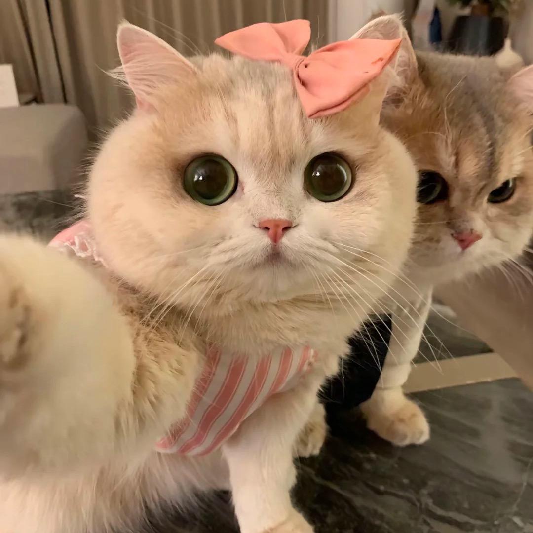 谁的猫猫领养馆