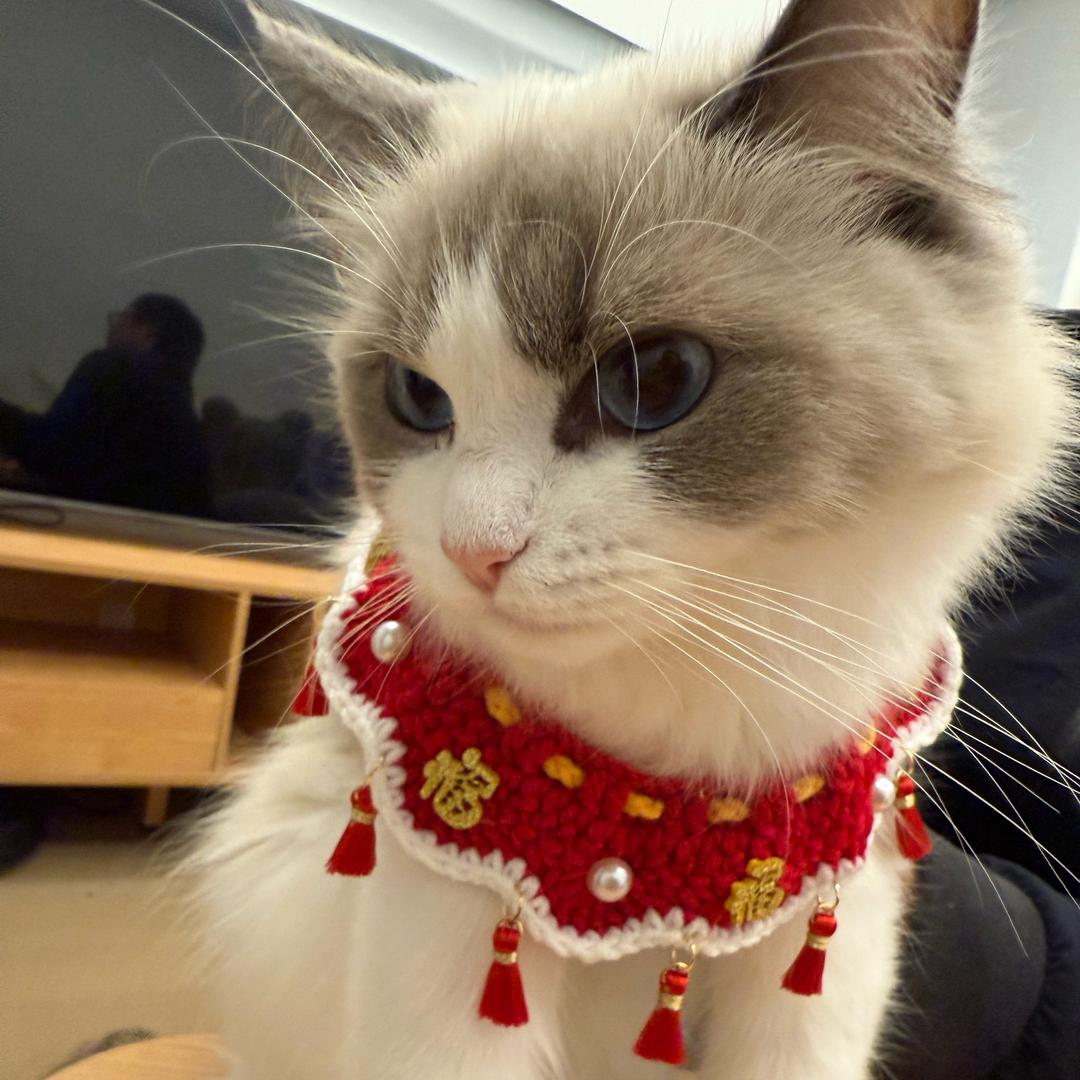 包子不是猫是懒猪