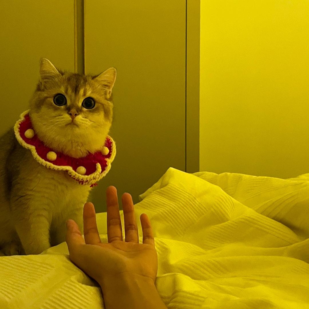 小猫发财