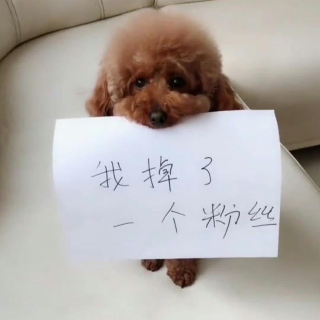 小猪猪