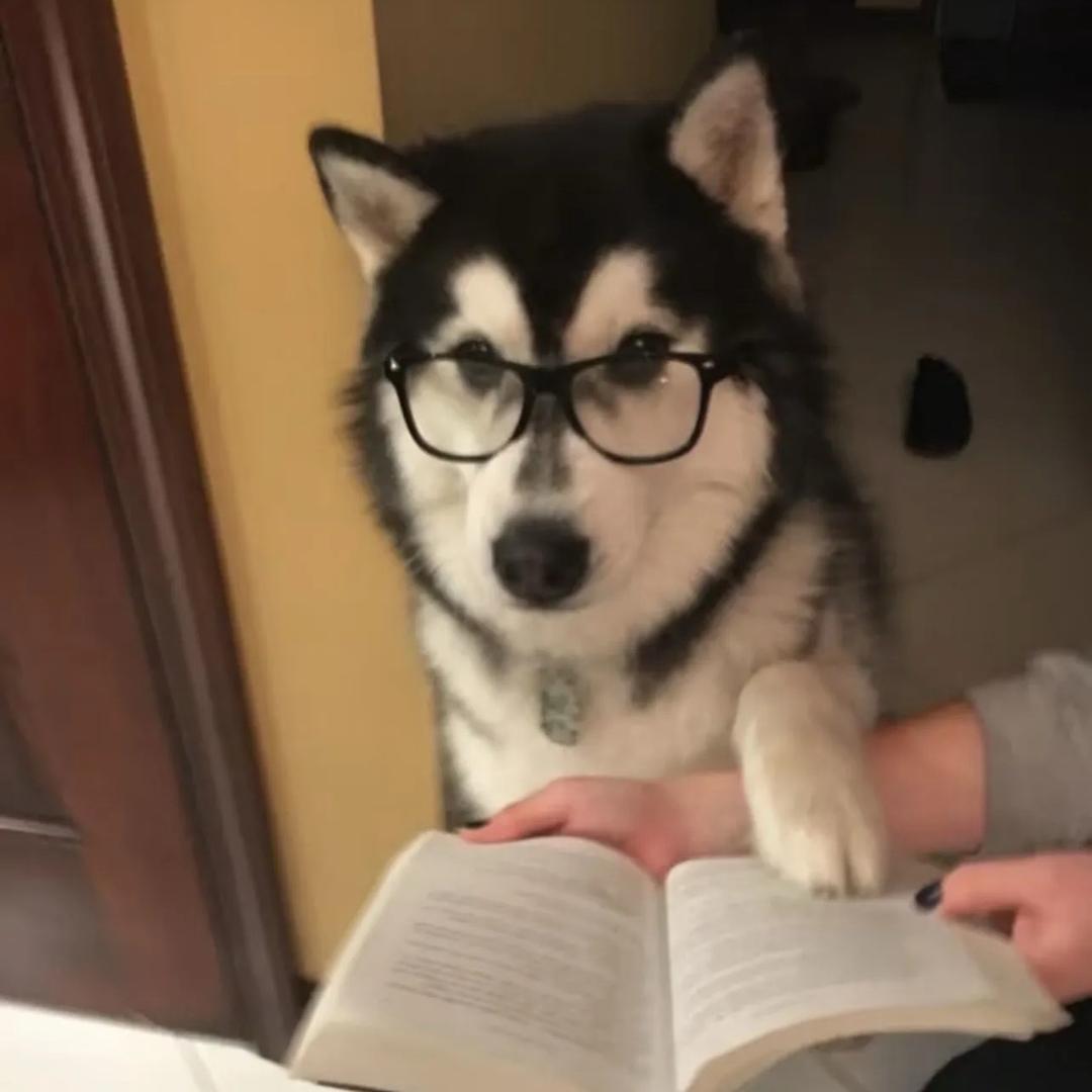 丁那个Dylan