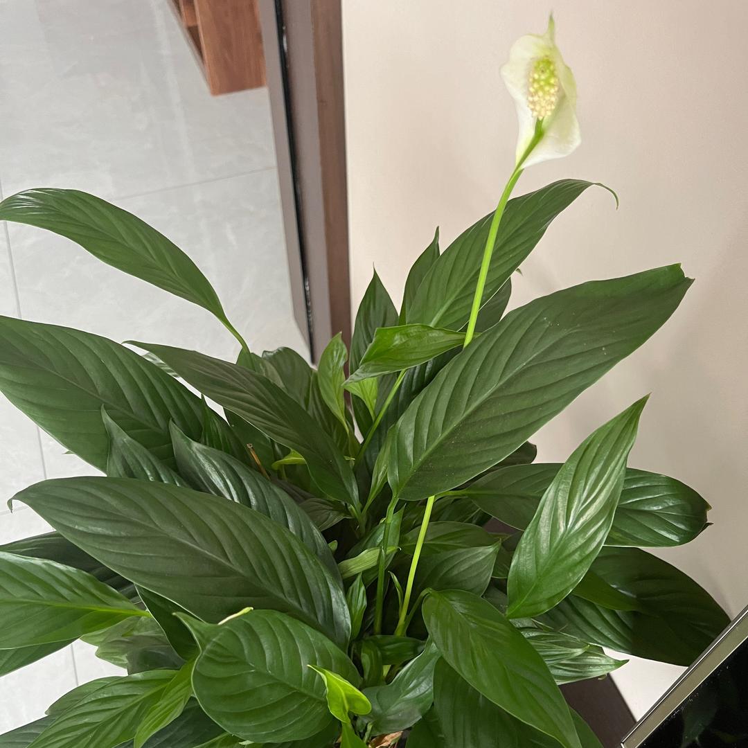 এ᭄态度就是ꦿ答ృ案